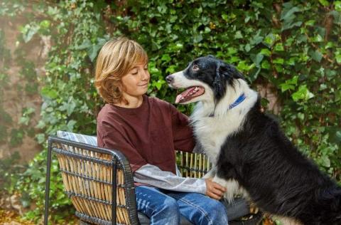 Therapy dogs - picture of a young boy with a border collie dog