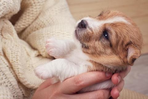 How to Look After Puppy - a picture of a person holding a puppy