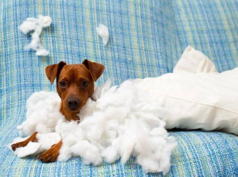 How to stop puppy from biting - a picture of a puppy sitting on the couch with torn pillow