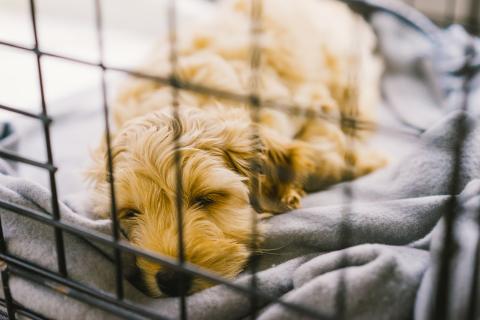 Puppy sleeping in a crate.