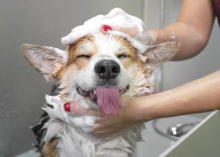 Dog getting washed