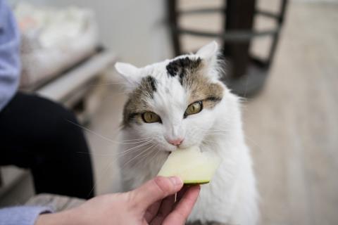 cat eating melon