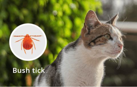 tick cat 2