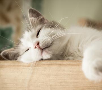 White cat sleeping on a wooden counter.