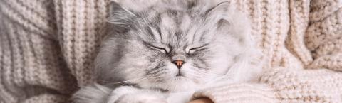 Light grey cat sleeping in the arms of woman wearing cream woollen sweater.