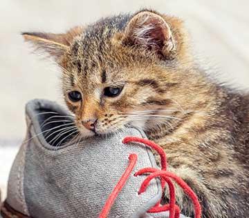 A small tabby kitten bites a shoe.