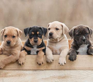 Different breeds of puppies in a wooden box.