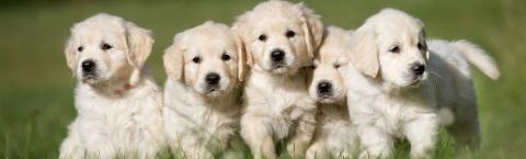 Group of five puppies on grass.