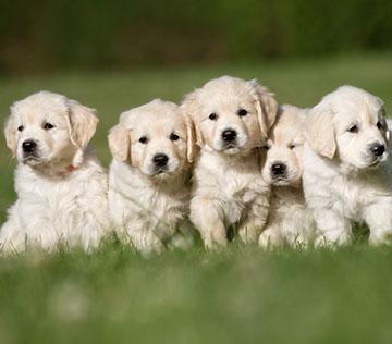Group of five puppies on grass.