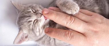 can i use coconut oil as a sexual lubricant Cat Body Language: Tail Signs Explained main image 0